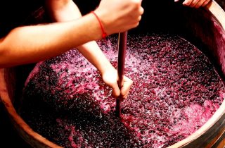 Виноделие по красному: настой сусла на мезге фото 6