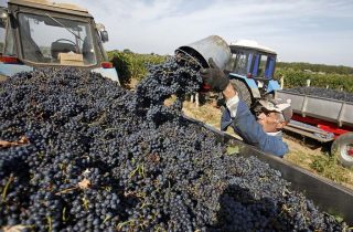 Сбор и транспортировка винограда в промышленных масштабах фото 4