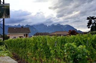Особенности производства вина из винограда холодного климата фото 1