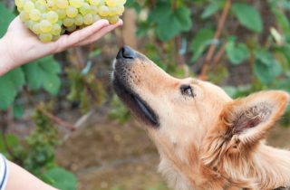 Зачем виноделы во всем мире заводят собак и лошадей на виноградниках фото 7
