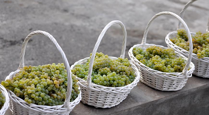 Десять лучших сортов винограда для виноделия в мире