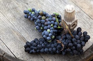 Десять лучших сортов винограда для виноделия в мире фото 1