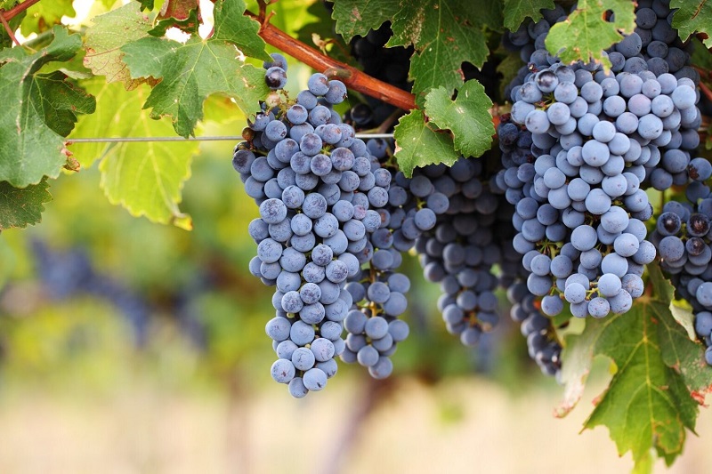 Десять найкращих сортів винограду для виноробства у світі