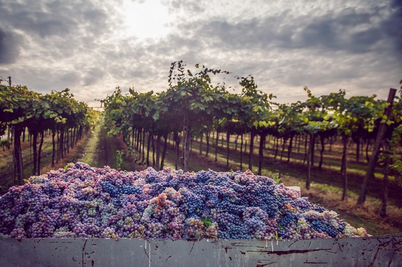 Десять найкращих сортів винограду для виноробства у світі