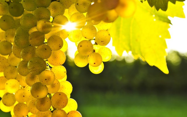 Десять лучших сортов винограда для виноделия в мире