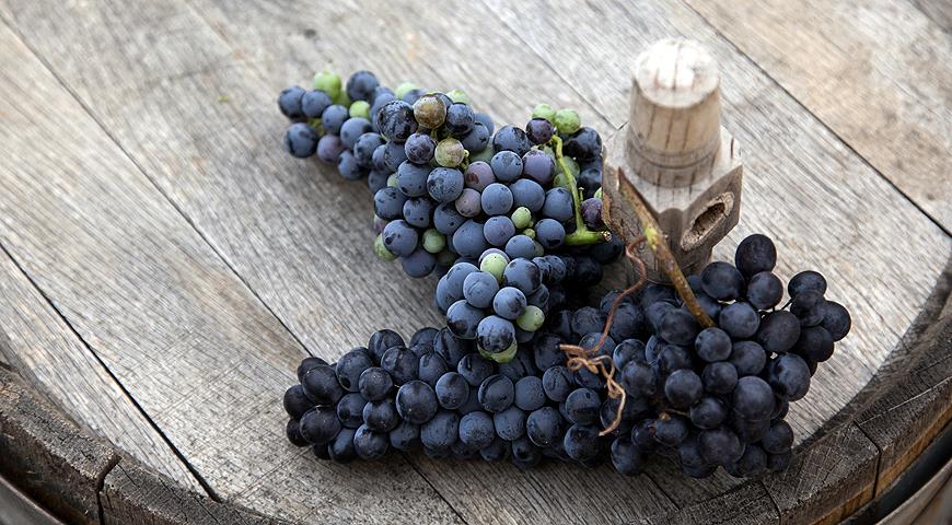 ТОП-10 лучших в мире сортов винограда для виноделия